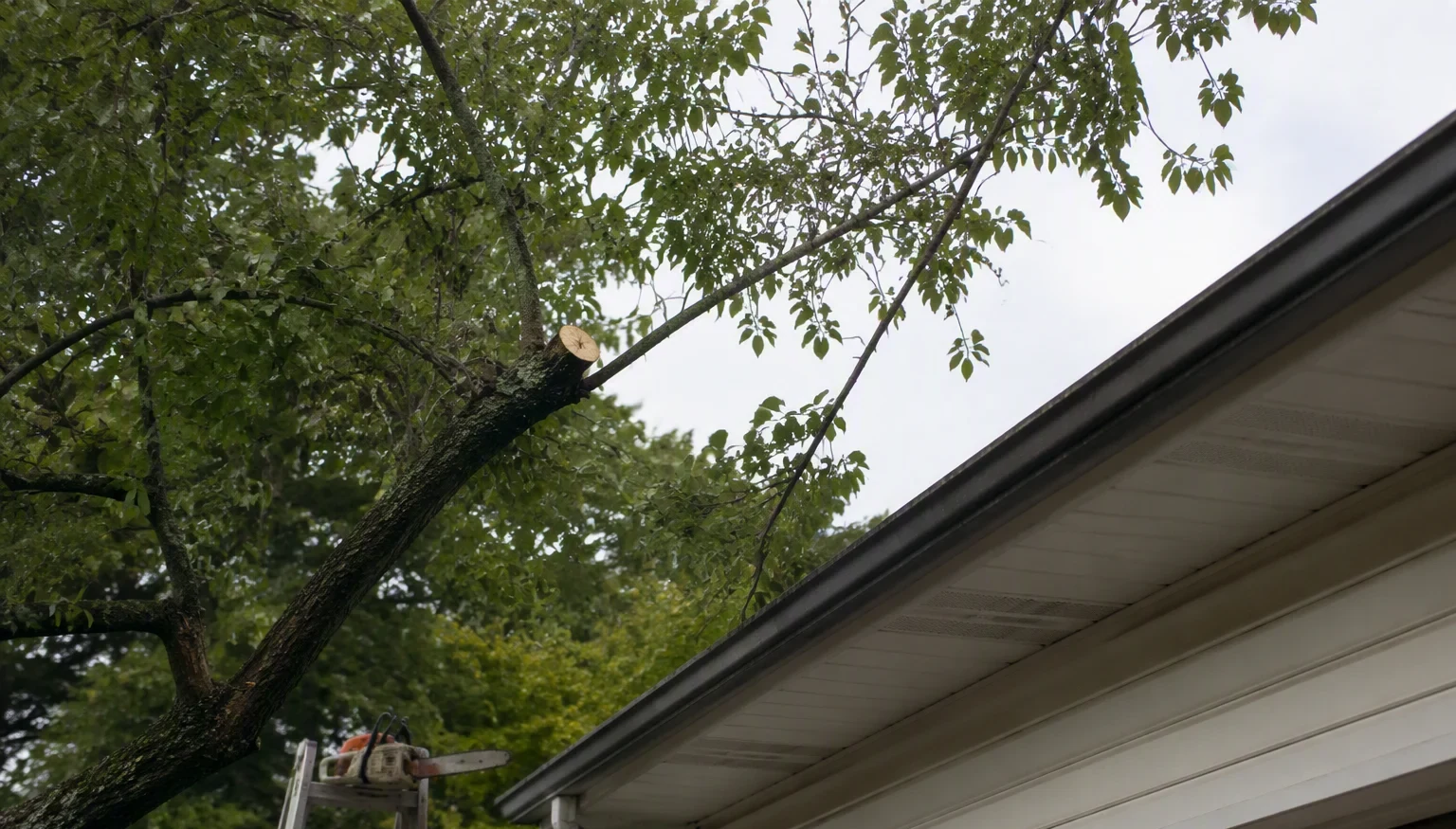 There's a Raccoon in My Attic — What Do I Do?
